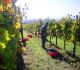 vendemmia 2
