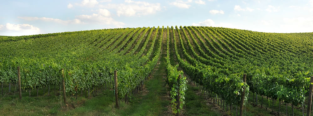 Tenuta Rocca di Fabbri