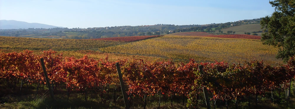 Tenuta Rocca di Fabbri