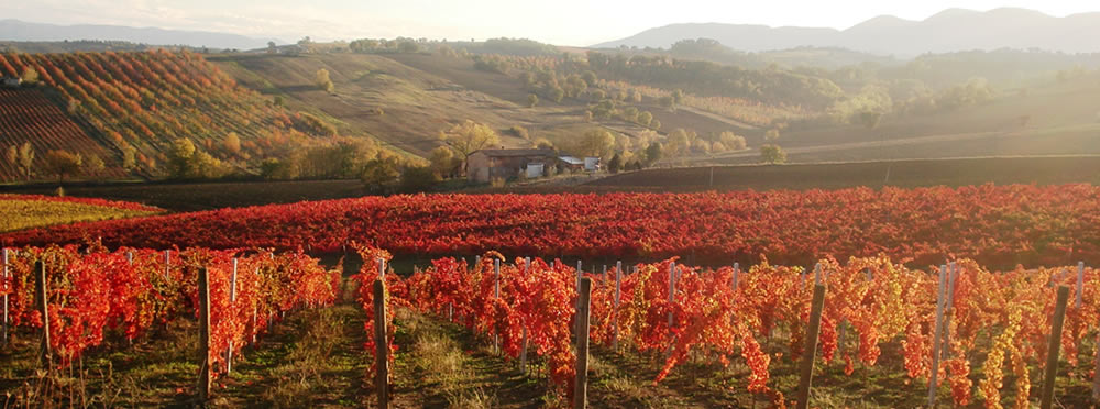 Tenuta Rocca di Fabbri